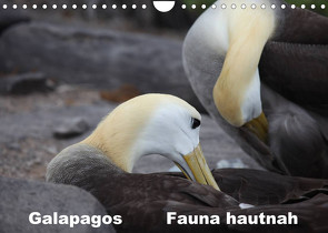 Galapagos. Fauna hautnah (Wandkalender 2022 DIN A4 quer) von Krause,  Johanna