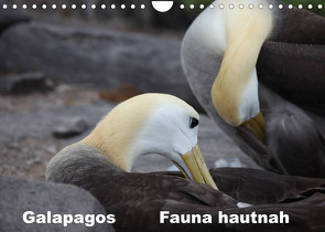 Galapagos. Fauna hautnah (Wandkalender 2023 DIN A4 quer) von Krause,  Johanna