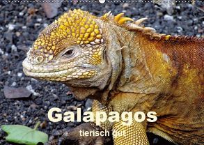 Galápagos – tierisch gut (Wandkalender 2019 DIN A2 quer) von Rudolf Blank,  Dr.