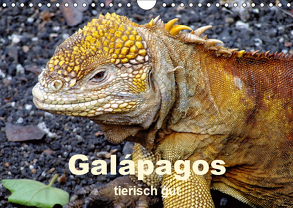 Galápagos – tierisch gut (Wandkalender 2019 DIN A4 quer) von Rudolf Blank,  Dr.