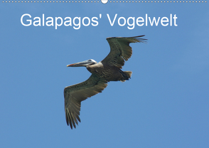 Galapagos‘ Vogelwelt (Wandkalender 2021 DIN A2 quer) von und Eva Schuster,  Michael