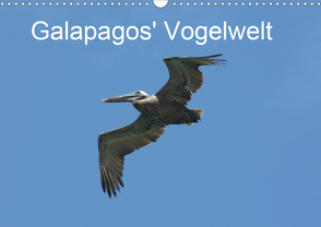 Galapagos‘ Vogelwelt (Wandkalender 2021 DIN A3 quer) von und Eva Schuster,  Michael