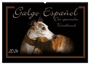 Galgo Español 2024- Der spanische Windhund (Wandkalender 2024 DIN A2 quer), CALVENDO Monatskalender von Redecker,  Andrea