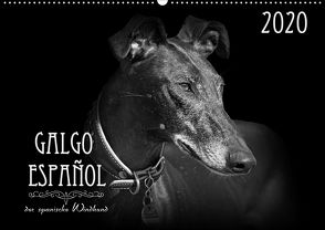 Galgo Español – der spanische Windhund 2020 (Wandkalender 2020 DIN A2 quer) von - Andrea Redecker,  4pfoten-design