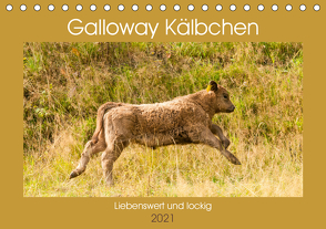 Galloway Kälbchen – Liebenswert und lockig (Tischkalender 2021 DIN A5 quer) von Bölts,  Meike