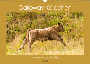 Galloway Kälbchen – Liebenswert und lockig (Wandkalender 2021 DIN A3 quer) von Bölts,  Meike