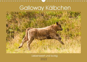 Galloway Kälbchen – Liebenswert und lockig (Wandkalender 2022 DIN A3 quer) von Bölts,  Meike