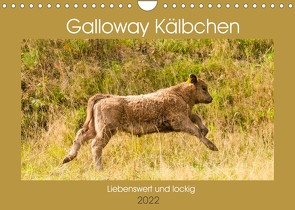 Galloway Kälbchen – Liebenswert und lockig (Wandkalender 2022 DIN A4 quer) von Bölts,  Meike
