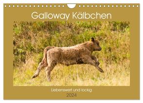 Galloway Kälbchen – Liebenswert und lockig (Wandkalender 2024 DIN A4 quer), CALVENDO Monatskalender von Bölts,  Meike