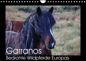 Garranos – Bedrohte Wildpferde Europas (Wandkalender 2022 DIN A4 quer) von Bengtsson/www.perlenfaenger.com,  Sabine