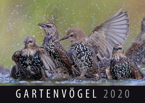 Gartenvögel 2020 von Quelle & Meyer Verlag