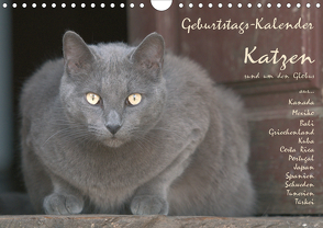 Geburtstags-Kalender Katzen… rund um den Globus (Wandkalender 2021 DIN A4 quer) von Rech,  Wolfgang