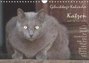 Geburtstags-Kalender Katzen… rund um den Globus (Wandkalender 2022 DIN A4 quer) von Rech,  Wolfgang