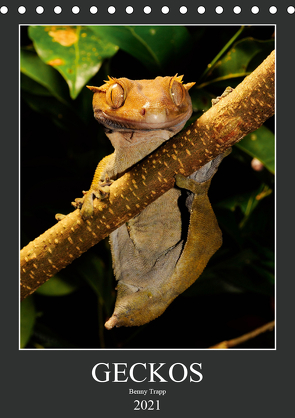 GECKOS (Tischkalender 2021 DIN A5 hoch) von Trapp,  Benny