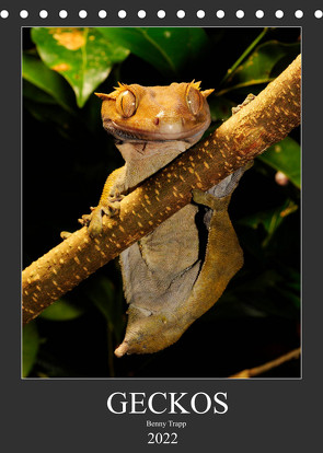 GECKOS (Tischkalender 2022 DIN A5 hoch) von Trapp,  Benny