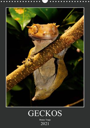 GECKOS (Wandkalender 2021 DIN A3 hoch) von Trapp,  Benny