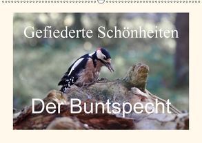 Gefiederte Schönheiten – Der Buntspecht (Wandkalender 2018 DIN A2 quer) von Poetsch,  Rolf