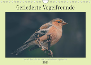 Gefiederte Vogelfreunde (Wandkalender 2023 DIN A4 quer) von Sperber,  Simone