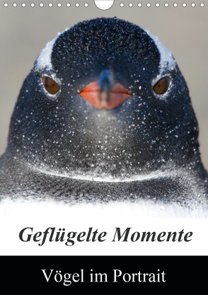 Geflügelte Momente – Vögel im Portrait (Wandkalender 2020 DIN A4 hoch) von Schlögl,  Brigitte