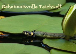 Geheimnisvolle Teichwelt (Posterbuch DIN A3 quer) von Hultsch,  Heike