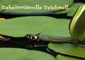 Geheimnisvolle Teichwelt (Posterbuch DIN A4 quer) von Hultsch,  Heike