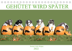 Gehütet wird später – Border Collie Welpen (Tischkalender 2022 DIN A5 quer) von Mayer Tierfotografie,  Andrea