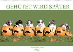 Gehütet wird später – Border Collie Welpen (Wandkalender 2022 DIN A2 quer) von Mayer Tierfotografie,  Andrea