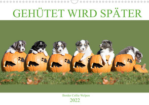 Gehütet wird später – Border Collie Welpen (Wandkalender 2022 DIN A3 quer) von Mayer Tierfotografie,  Andrea