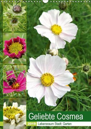 Geliebte Cosmea (Wandkalender 2019 DIN A3 hoch) von Schilling,  Linda