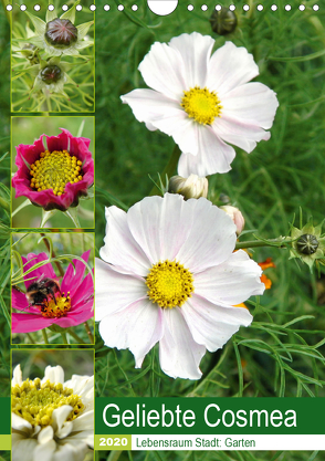 Geliebte Cosmea (Wandkalender 2020 DIN A4 hoch) von Schilling,  Linda