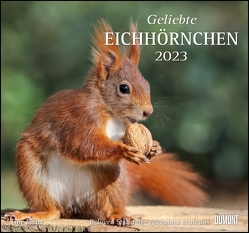 Geliebte Eichhörnchen 2023 – DUMONT Wandkalender – mit den wichtigsten Feiertagen – Format 38,0 x 35,5 cm von Christine,  Meier