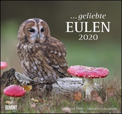 … geliebte Eulen 2020 – DuMont Wandkalender – mit den wichtigsten Feiertagen – Format 38,0 x 35,5 cm von DUMONT Kalenderverlag, Fotografen,  verschiedenen