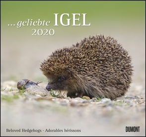 … geliebte Igel 2020 – DuMont Wandkalender – mit den wichtigsten Feiertagen – Format 38,0 x 35,5 cm von DUMONT Kalenderverlag