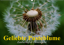 Geliebte Pusteblume. Zauberhafter Löwenzahn (Wandkalender 2021 DIN A2 quer) von Stanzer,  Elisabeth