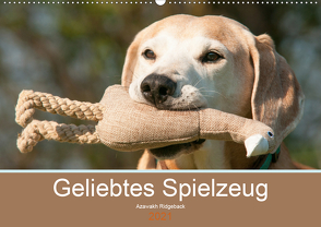 Geliebtes Spielzeug – Azawakh Ridgeback (Wandkalender 2021 DIN A2 quer) von Bölts,  Meike