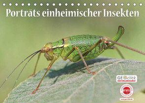 GEOclick Lernkalender: Porträts einheimischer Insekten (Tischkalender 2022 DIN A5 quer) von Feske /GEOclick,  Klaus