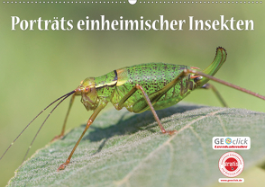 GEOclick Lernkalender: Porträts einheimischer Insekten (Wandkalender 2021 DIN A2 quer) von Feske /GEOclick,  Klaus