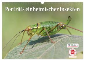 GEOclick Lernkalender: Porträts einheimischer Insekten (Wandkalender 2024 DIN A3 quer), CALVENDO Monatskalender von Feske /GEOclick,  Klaus