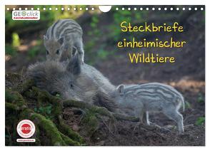 GEOclick Lernkalender: Steckbriefe einheimischer Wildtiere (Wandkalender 2024 DIN A4 quer), CALVENDO Monatskalender von Feske,  Klaus