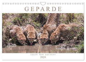 Geparde – Jäger der Savanne (Wandkalender 2024 DIN A4 quer), CALVENDO Monatskalender von Lippmann,  Andreas