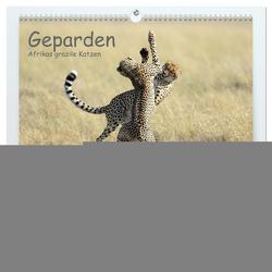 Geparden – Afrikas grazile Katzen (hochwertiger Premium Wandkalender 2024 DIN A2 quer), Kunstdruck in Hochglanz von Jürs,  Thorsten