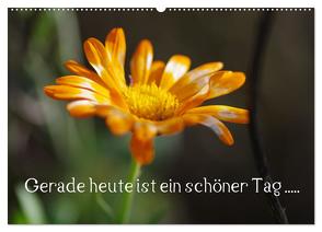 Gerade heute ist ein schöner Tag ….. (Wandkalender 2024 DIN A2 quer), CALVENDO Monatskalender von Wiencke,  Günter