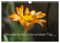 Gerade heute ist ein schöner Tag ….. (Wandkalender 2024 DIN A4 quer), CALVENDO Monatskalender von Wiencke,  Günter Gerade heute ist ein schöner Tag ….. (Wandkalender 2024 DIN A4 quer), CALVENDO Monatskalender von Wiencke,  Günter