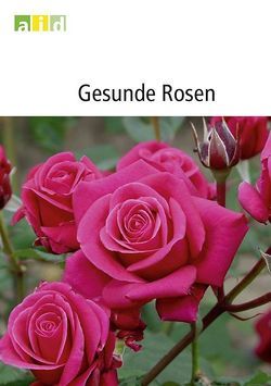 Gesunde Rosen von Dalchow,  Joachim, Haslage,  Susanne, Idczak,  Elke, Menzel,  Peter, Moeller,  Hans, Spellerberg,  Burkhard, Werres,  Sabine