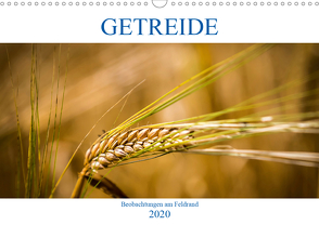 Getreide – Beobachtungen am Feldrand (Wandkalender 2020 DIN A3 quer) von von Kitzing,  Gero