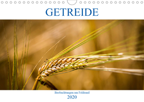 Getreide – Beobachtungen am Feldrand (Wandkalender 2020 DIN A4 quer) von von Kitzing,  Gero