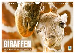 Giraffen: die afrikanischen Tiere mit Weitblick (Wandkalender 2024 DIN A4 quer), CALVENDO Monatskalender von CALVENDO,  CALVENDO