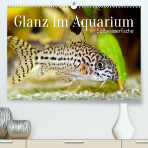 Glanz im Aquarium: Süßwasserfische (Premium, hochwertiger DIN A2 Wandkalender 2022, Kunstdruck in Hochglanz) von CALVENDO