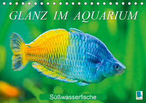 Glanz im Aquarium: Süßwasserfische (Tischkalender 2021 DIN A5 quer) von CALVENDO