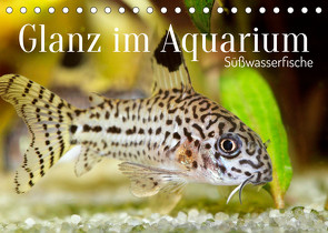 Glanz im Aquarium: Süßwasserfische (Tischkalender 2022 DIN A5 quer) von CALVENDO